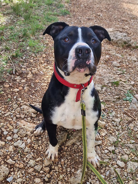 Cédric pet sitter éducateur canin — photo