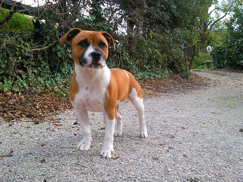 Educ'Services Romuald Thiriot - Pension canine Doubs — photo