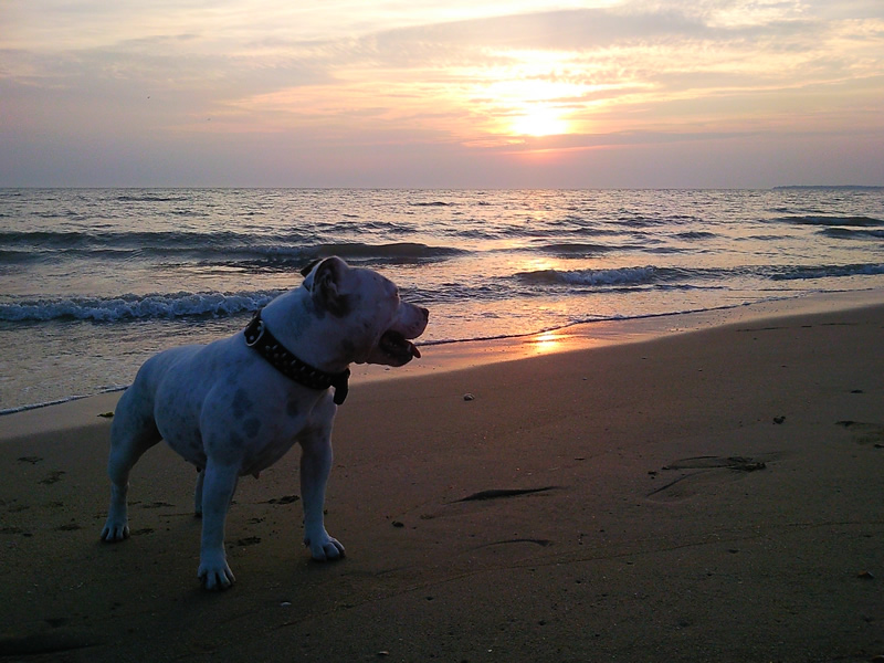 Educ'Services Romuald Thiriot - Pension canine Doubs — photo