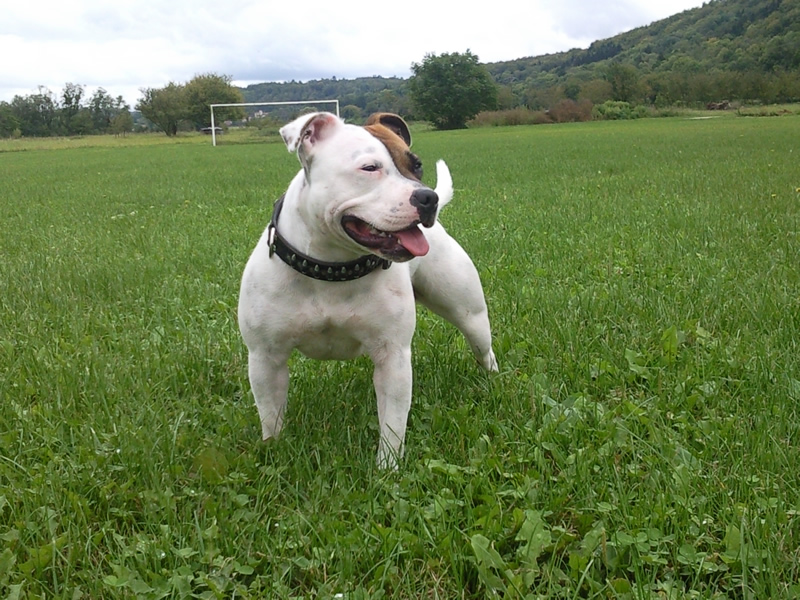 Educ'Services Romuald Thiriot - Pension canine Doubs — photo