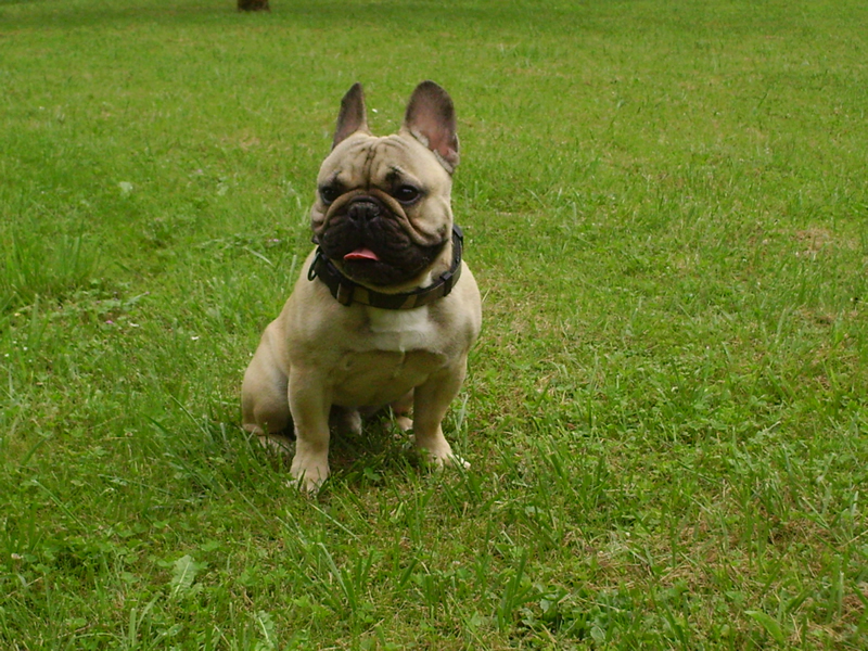 Educ'Services Romuald Thiriot - Pension canine Doubs — photo