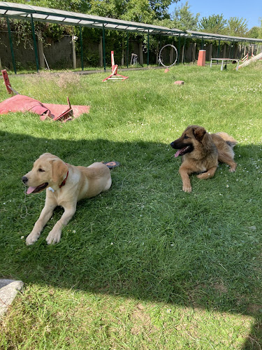 Valeurs Canines