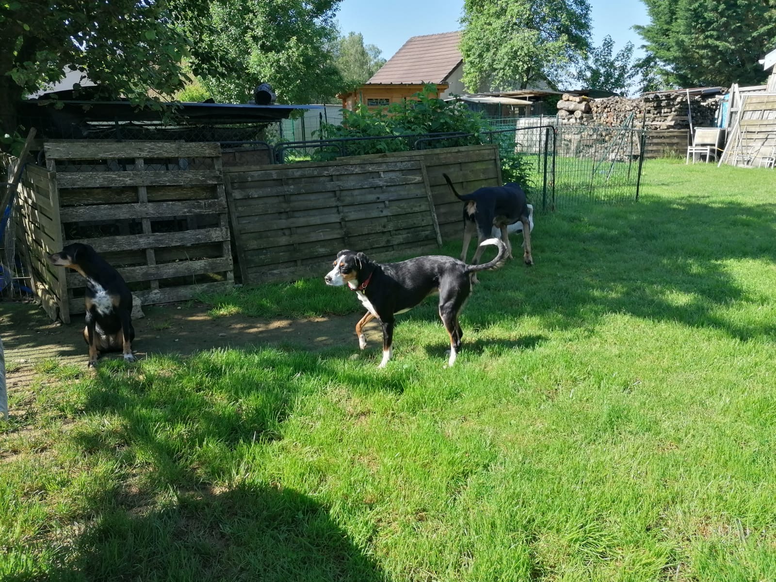 pension chien jura — photo