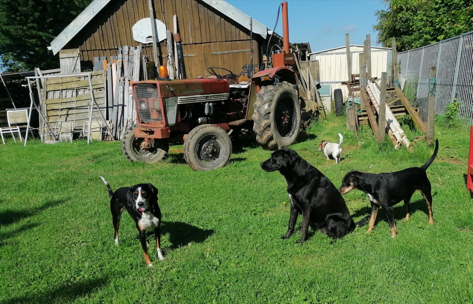 pension chien jura — photo
