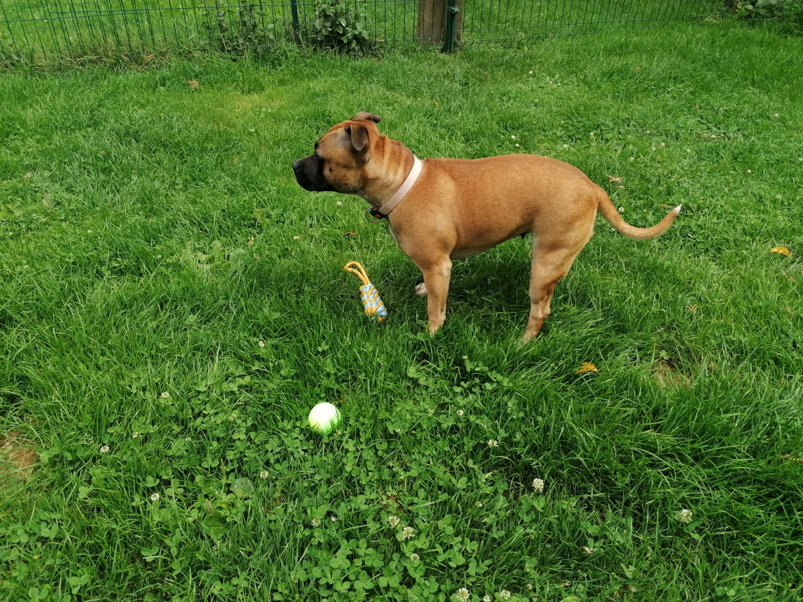 pension chien jura — photo