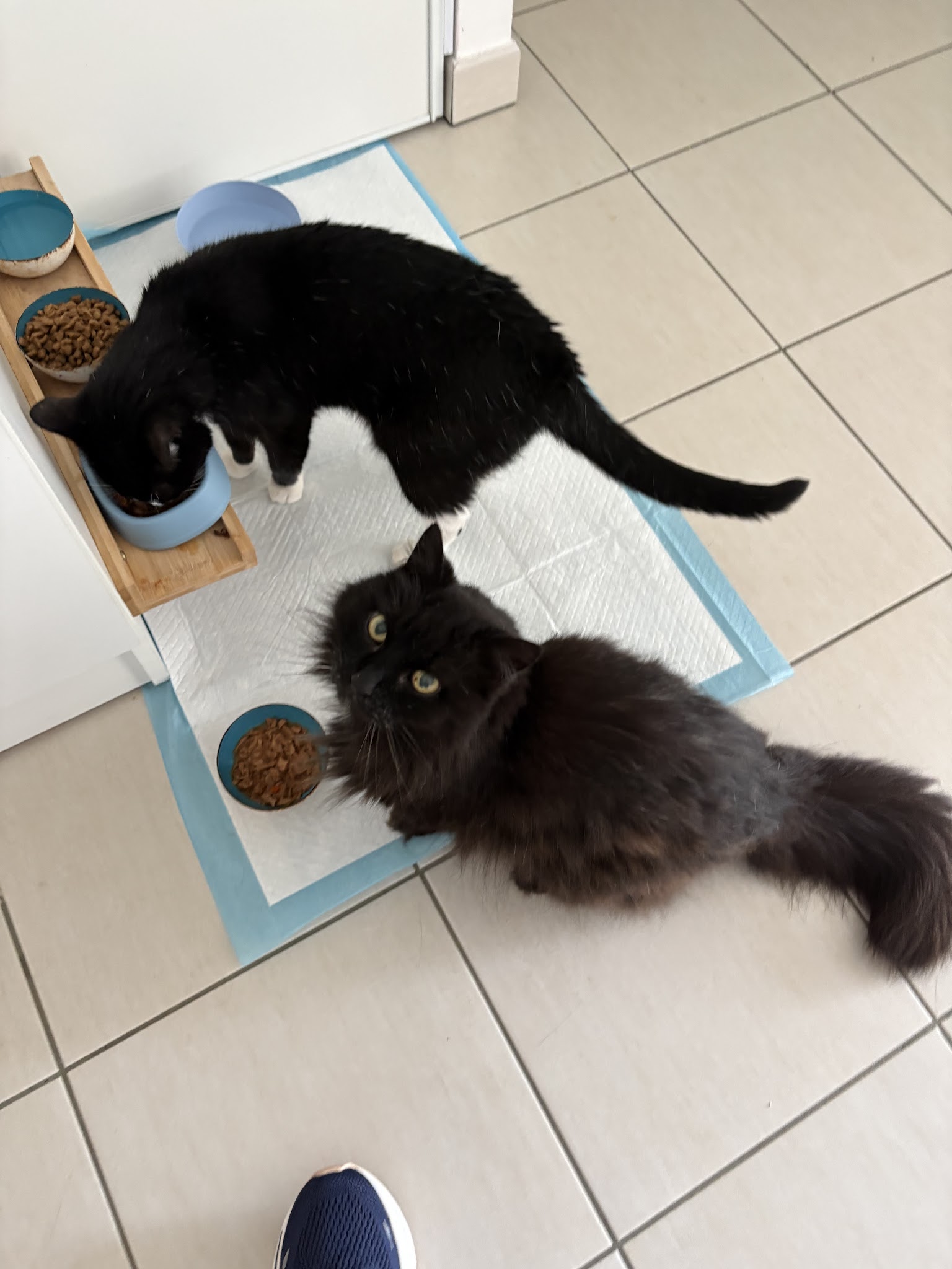 Pense-bête - Garde d’animaux Les Sables D’olonne — photo