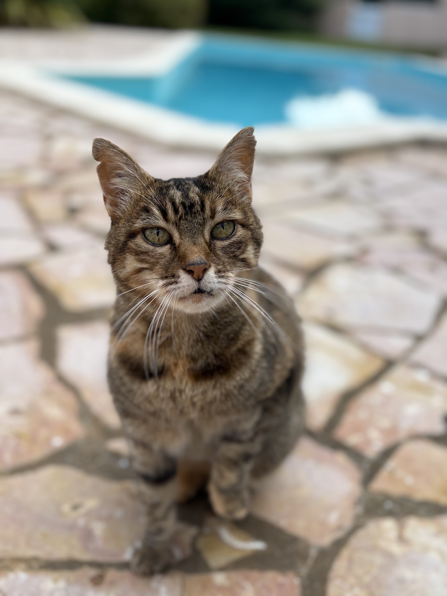 Pense-bête - Garde d’animaux Les Sables D’olonne — photo