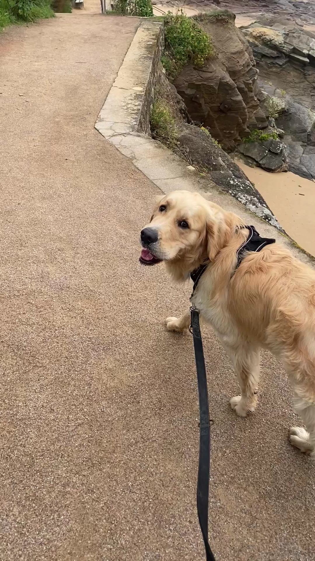 Pense-bête - Garde d’animaux Les Sables D’olonne — photo