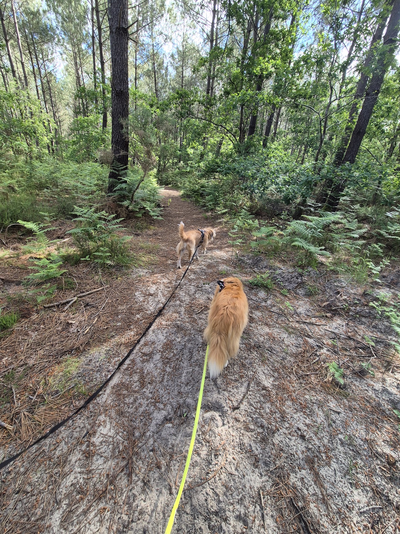 4 pattes en vacances — photo
