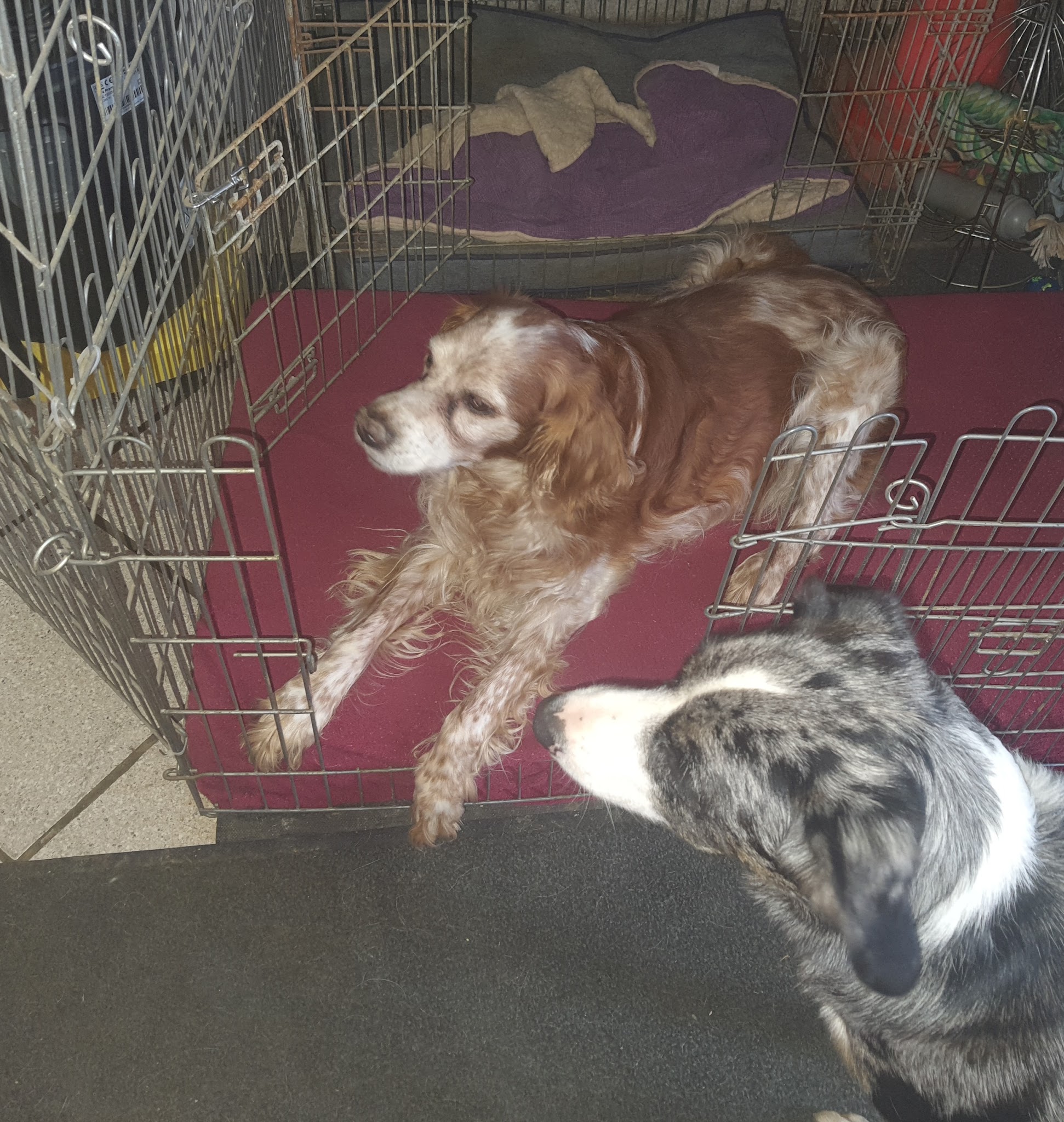 Une Nounou pour mon chien — photo