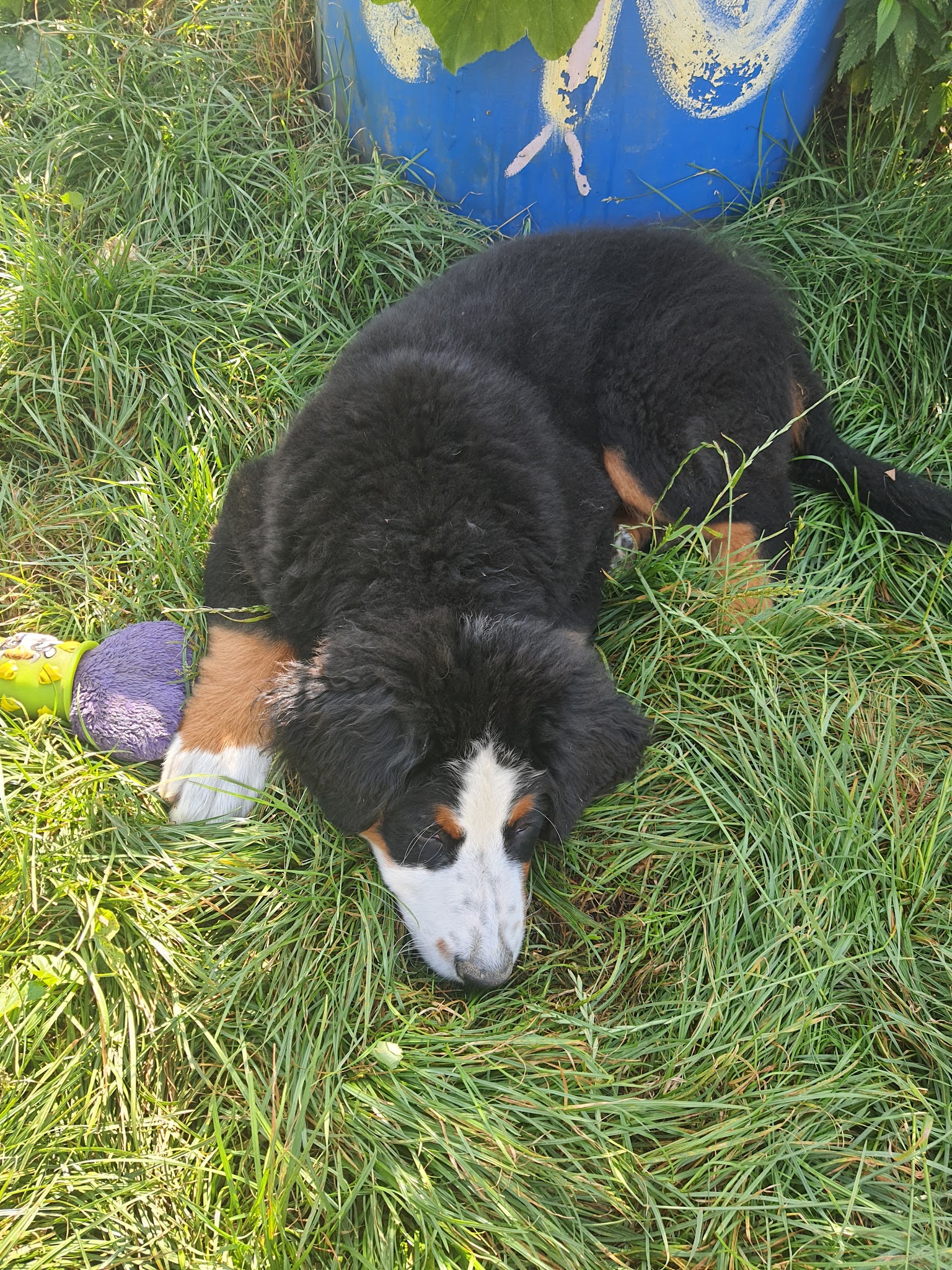 Une Nounou pour mon chien — photo