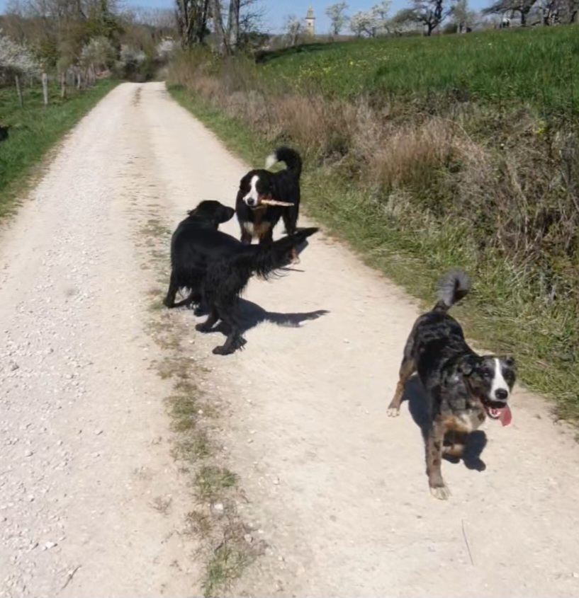Une Nounou pour mon chien