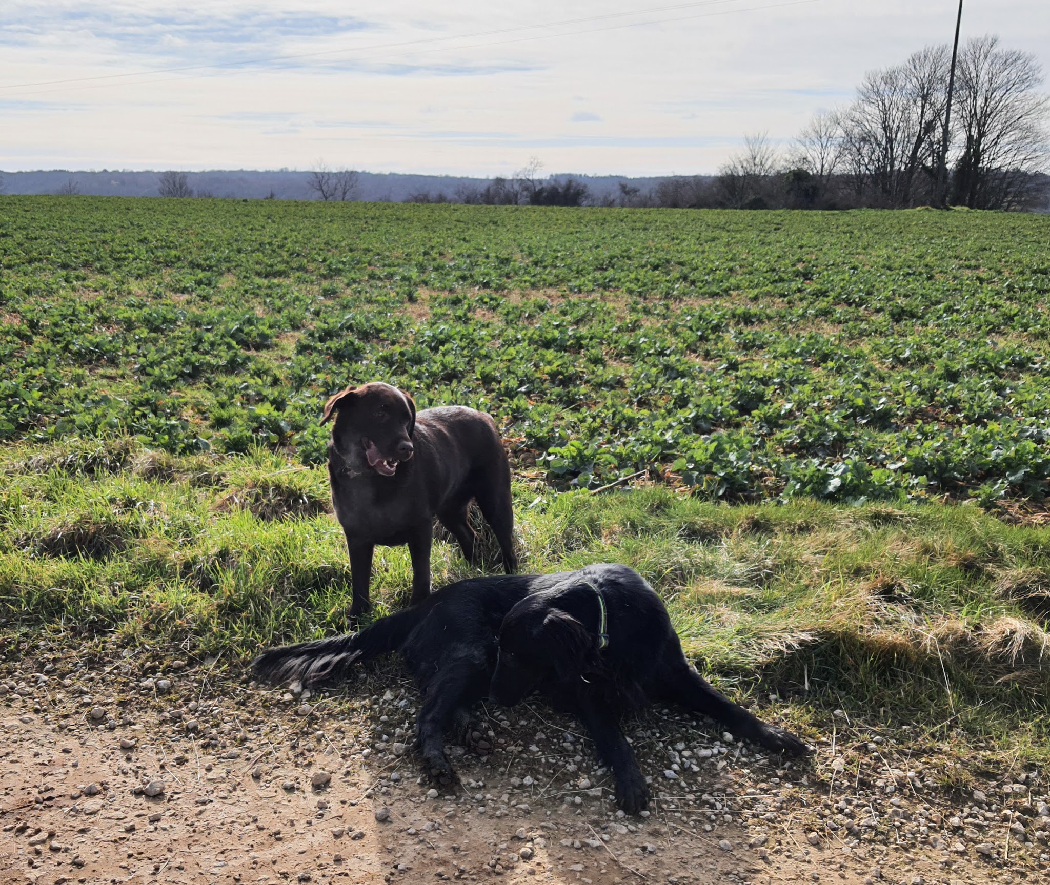 Une Nounou pour mon chien — photo