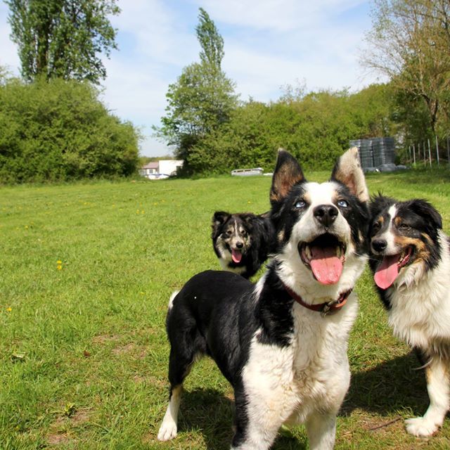 O'MEGAA CAMPUS DU CHIEN. Pension canine. Educateur canin. Comportementaliste — photo