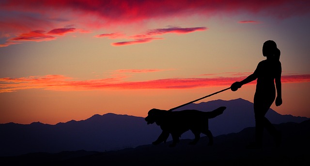 Pet Sitting Services