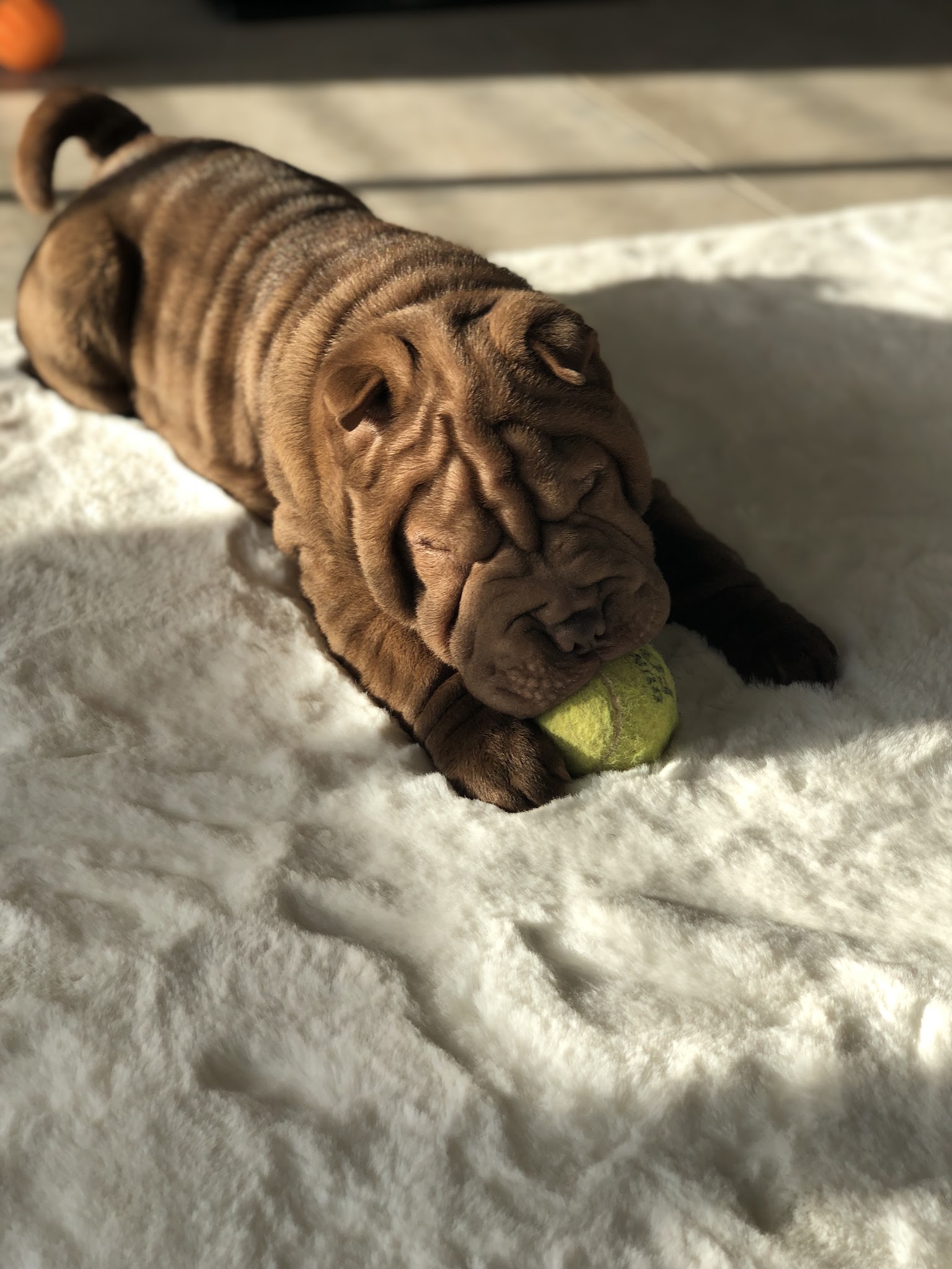 Pet Sitting Services — photo