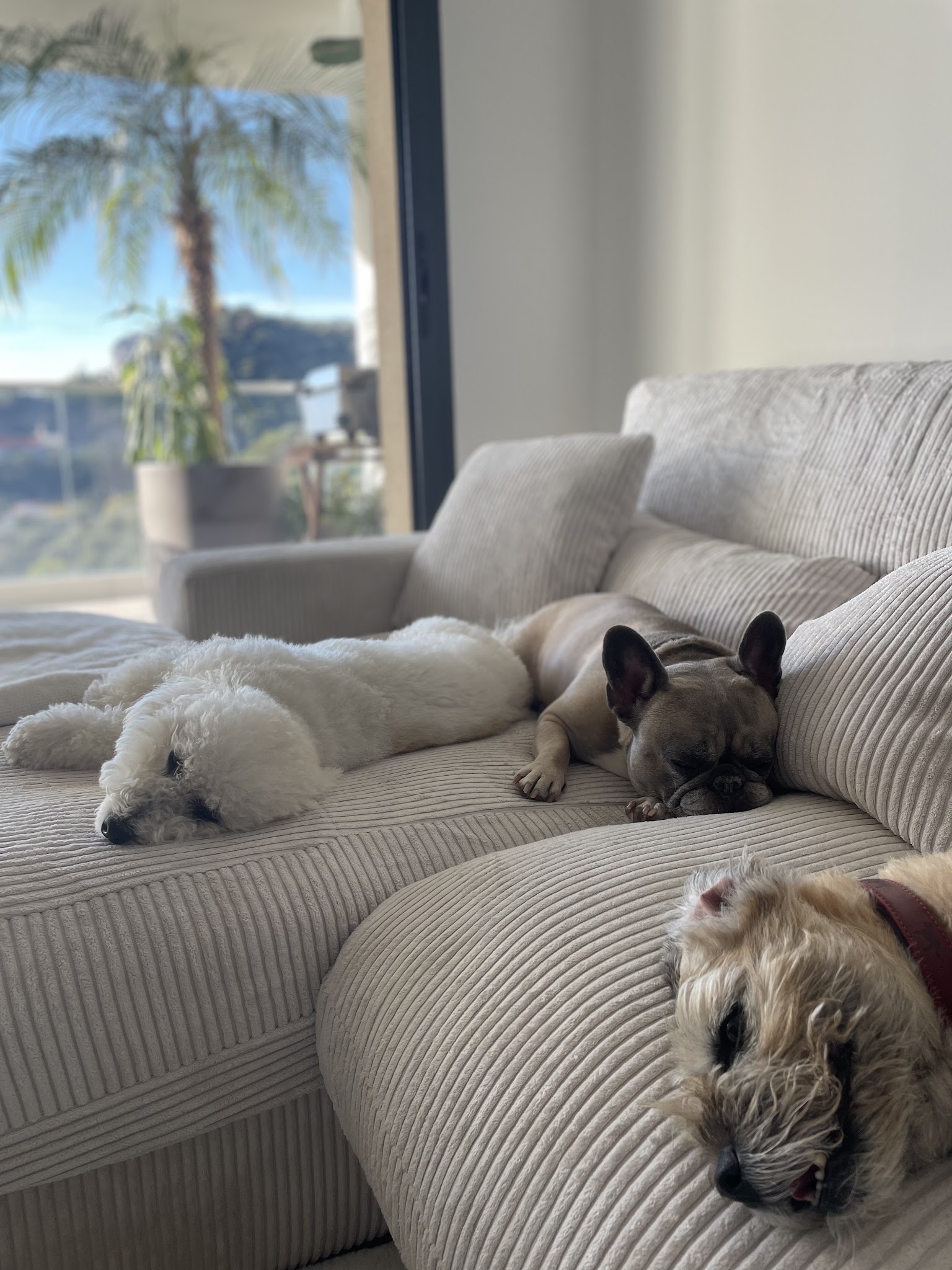Pet Sitting Services — photo