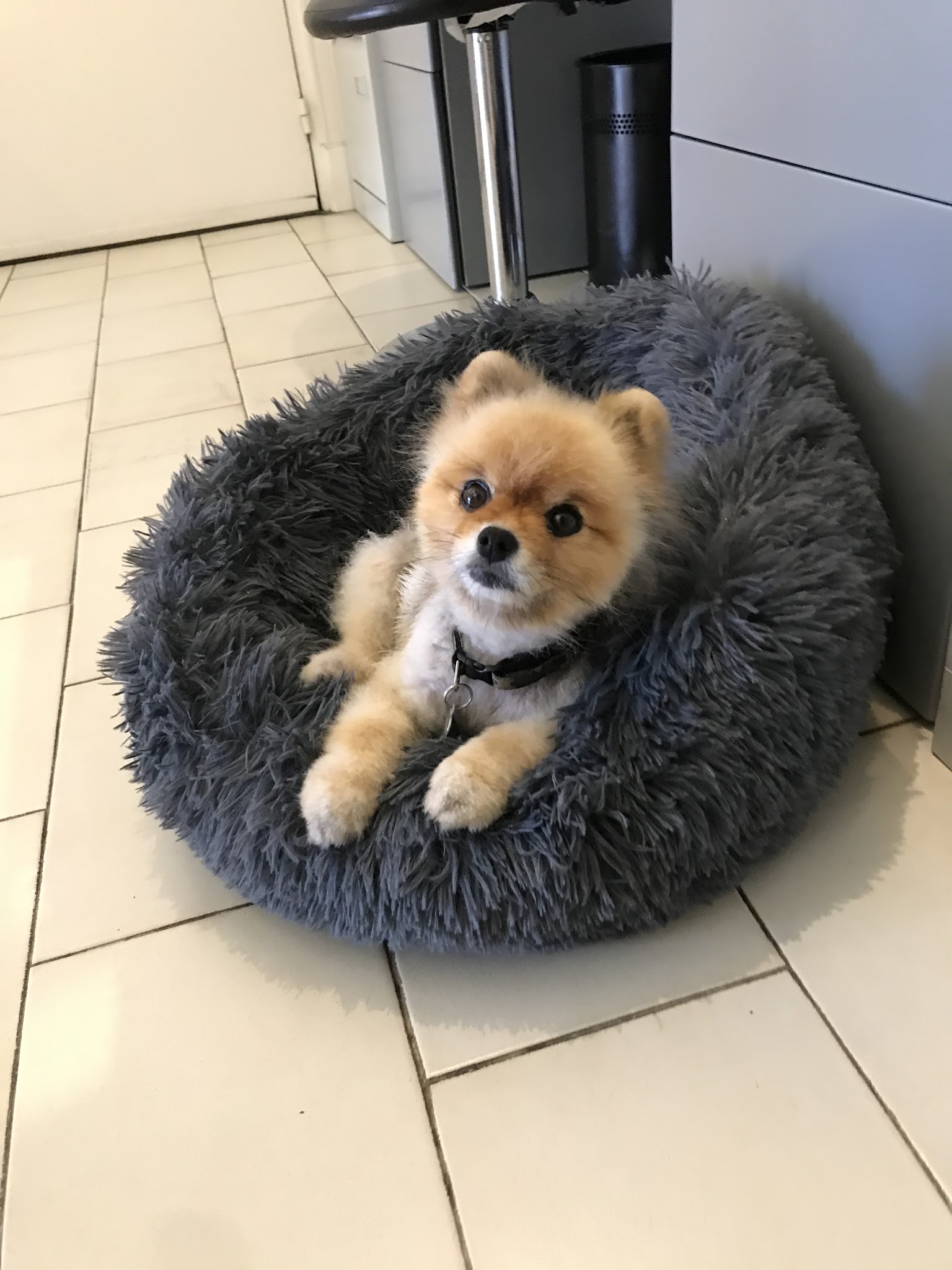 Pet Sitting Services — photo