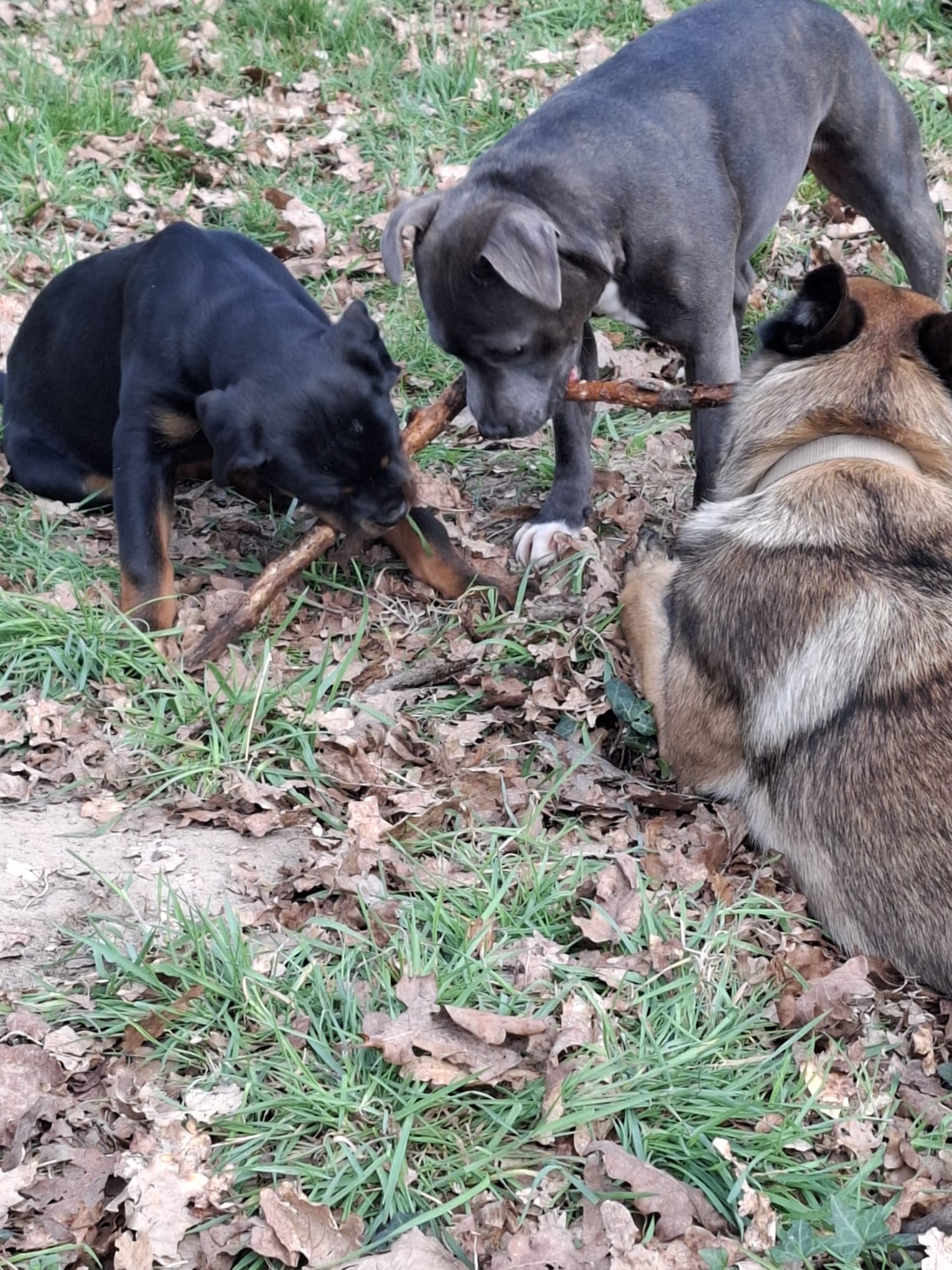 Educ'ilibre - Éducateur canin et comportementaliste — photo