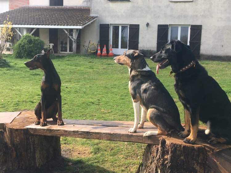 Educ'ilibre - Éducateur canin et comportementaliste — photo