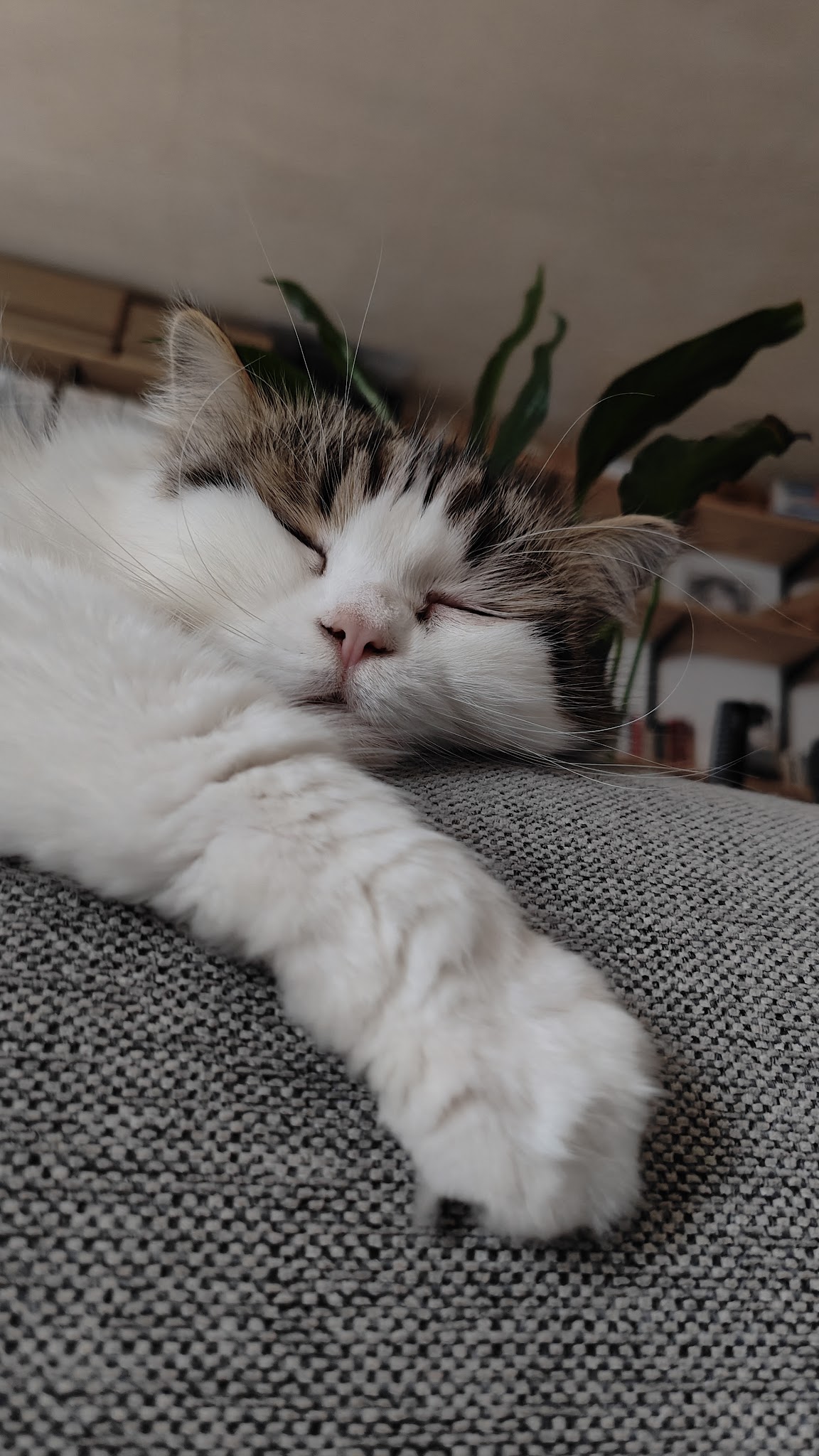 Gard'animaux Millau — photo