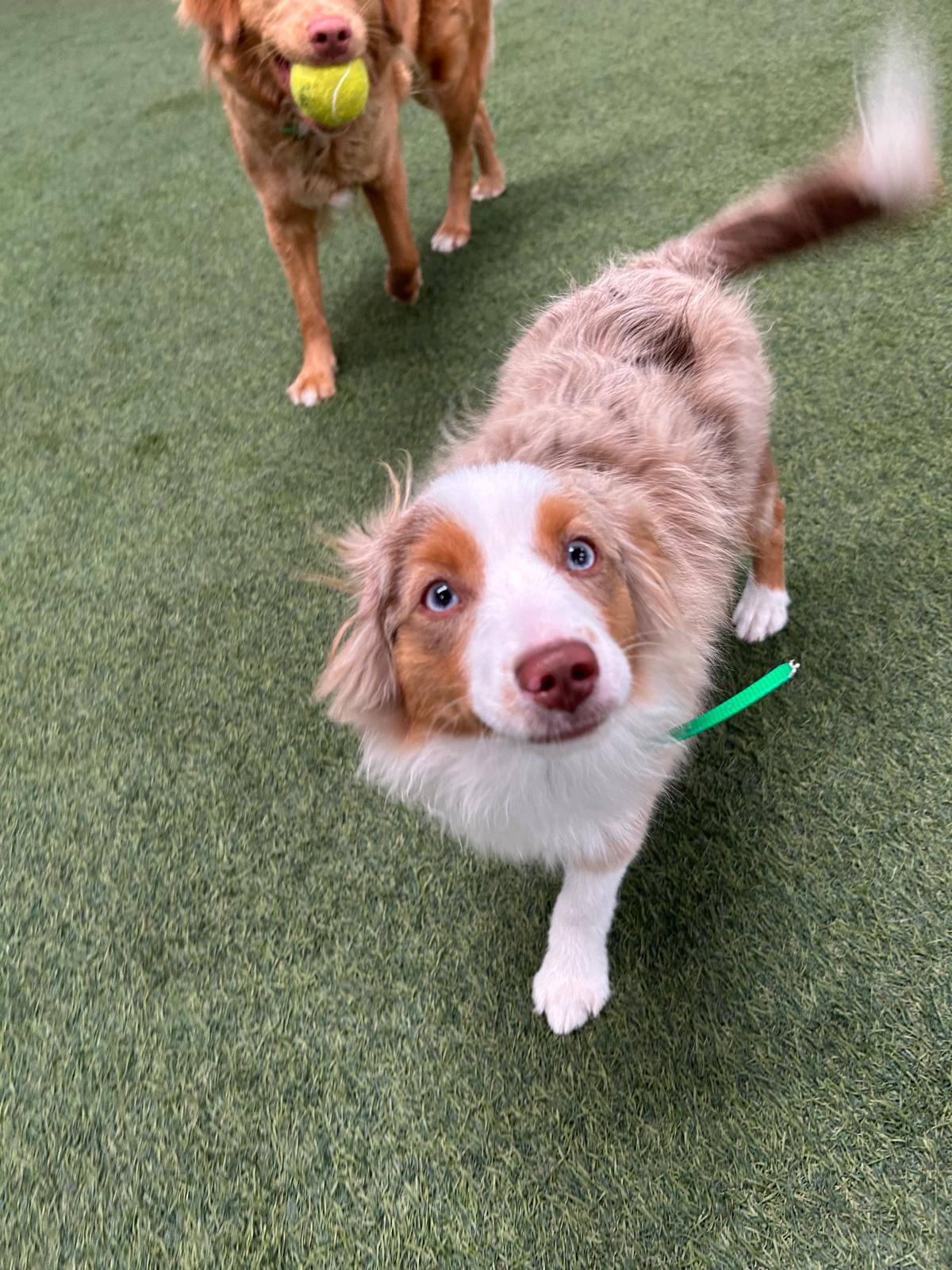 Forever Dog Training — photo