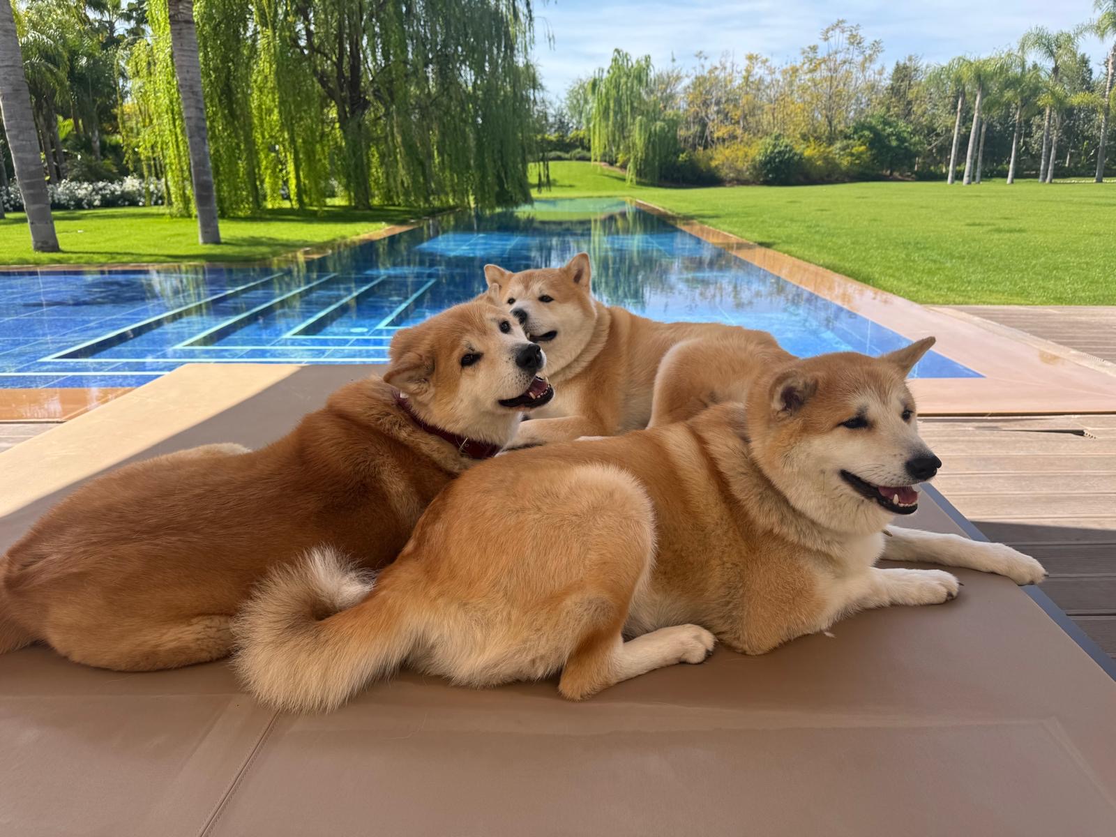 Forever Dog Training — photo
