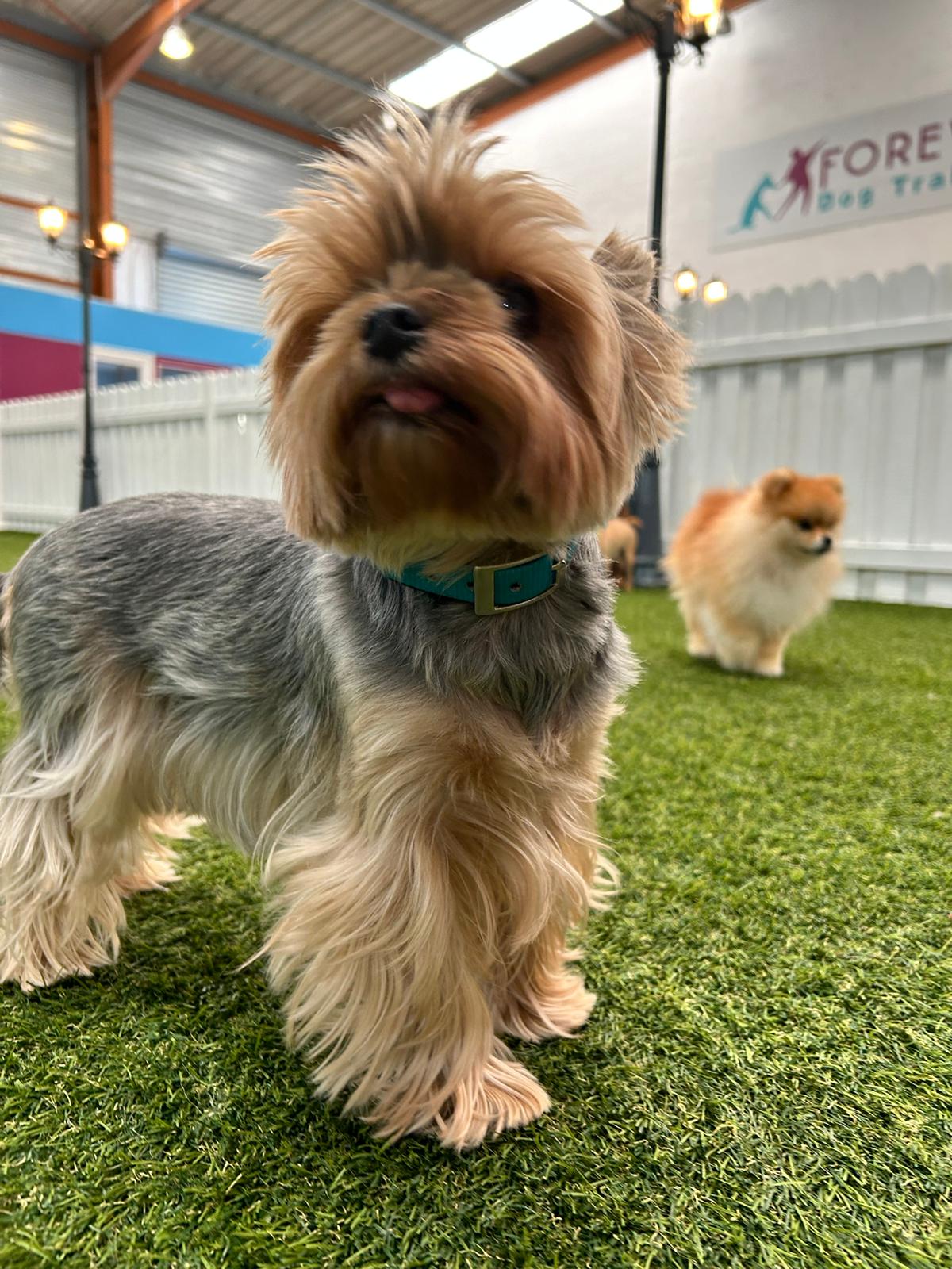 Forever Dog Training — photo