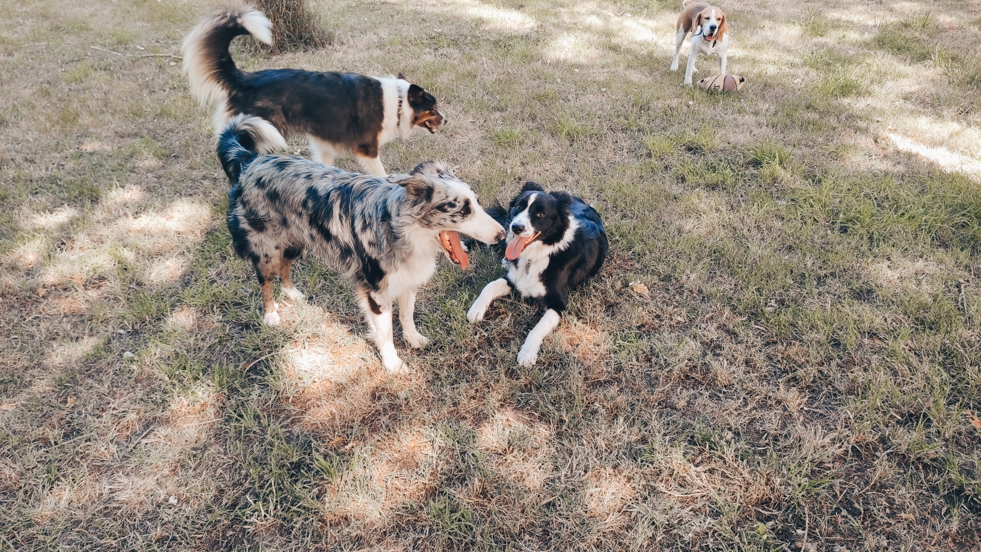 PASSION DE CLEMENTINE l'AUBERGE CANINE -toilettage-gardiennage-distributrice croquette — photo