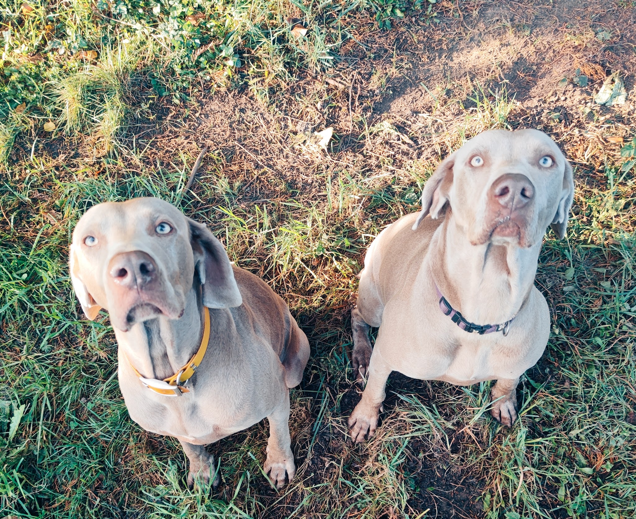 PASSION DE CLEMENTINE l'AUBERGE CANINE -toilettage-gardiennage-distributrice croquette — photo