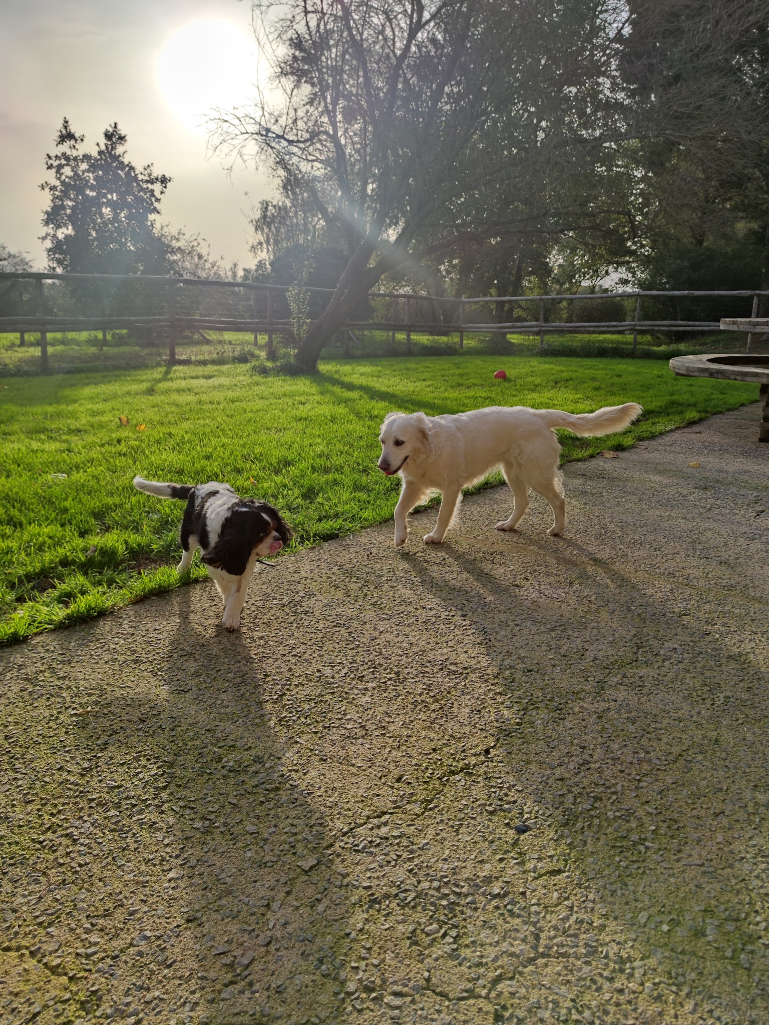 PASSION DE CLEMENTINE l'AUBERGE CANINE -toilettage-gardiennage-distributrice croquette — photo