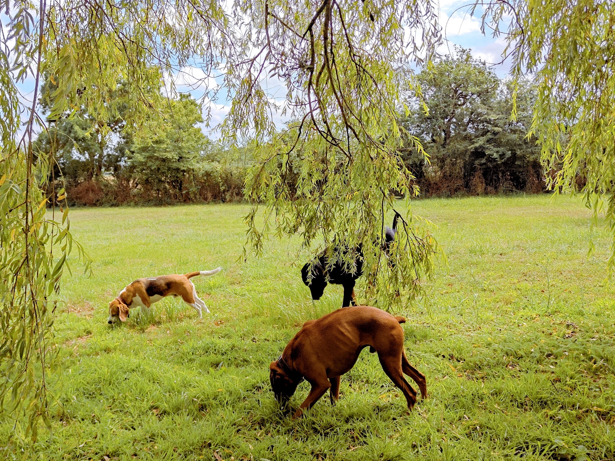 PASSION DE CLEMENTINE l'AUBERGE CANINE -toilettage-gardiennage-distributrice croquette — photo