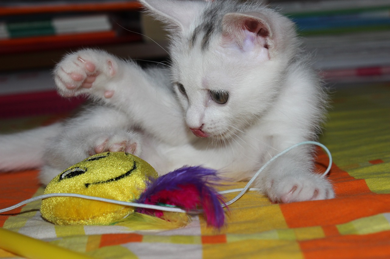 GARD'AC, promenade, visite à domicile pour animaux domestiques (chien chat lapin nac) — photo