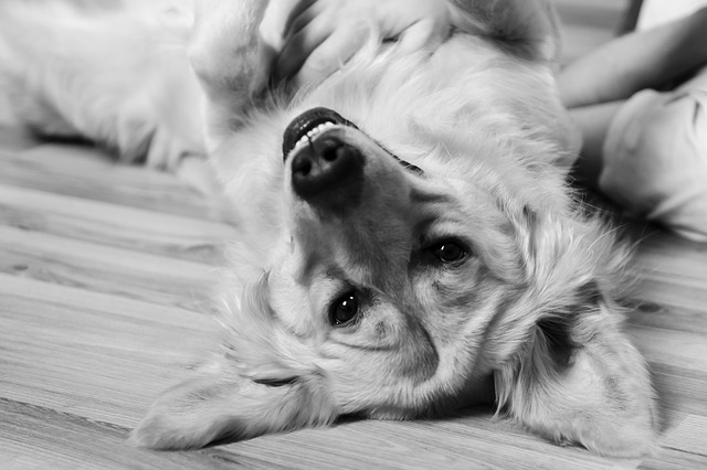 GARD'AC, promenade, visite à domicile pour animaux domestiques (chien chat lapin nac) — photo