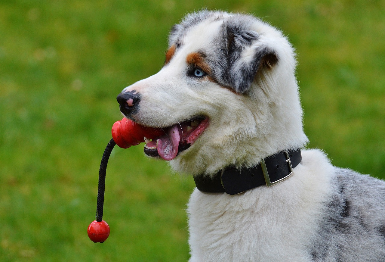 GARD'AC, promenade, visite à domicile pour animaux domestiques (chien chat lapin nac) — photo