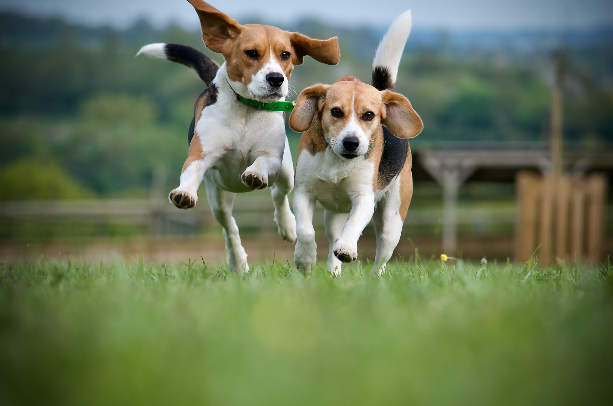 DogWalking — photo
