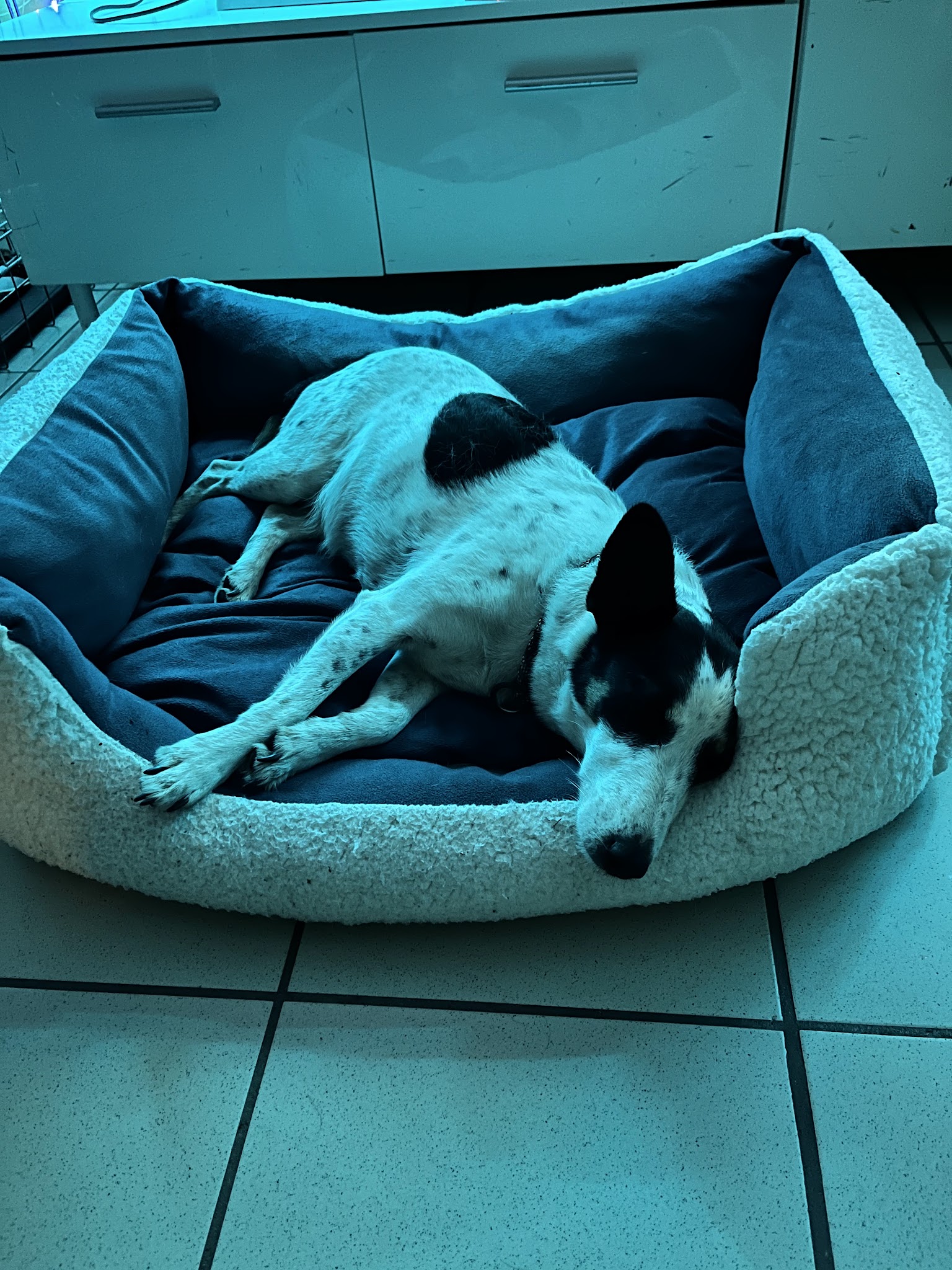 Garde d'animaux no name — photo