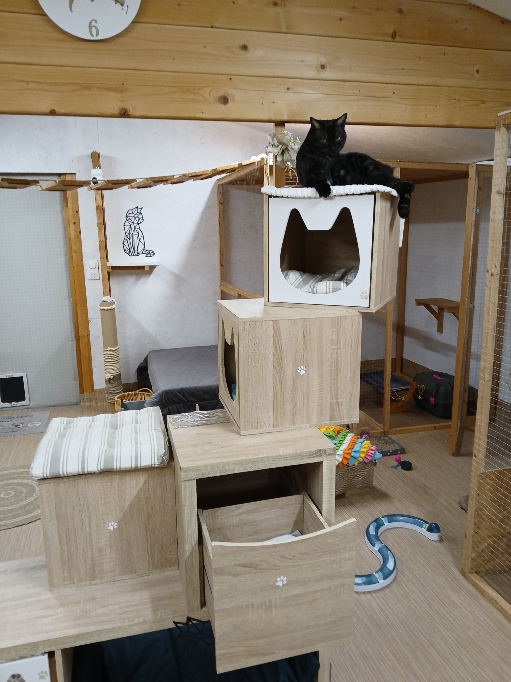 pension 36 - l'épopée féline — photo