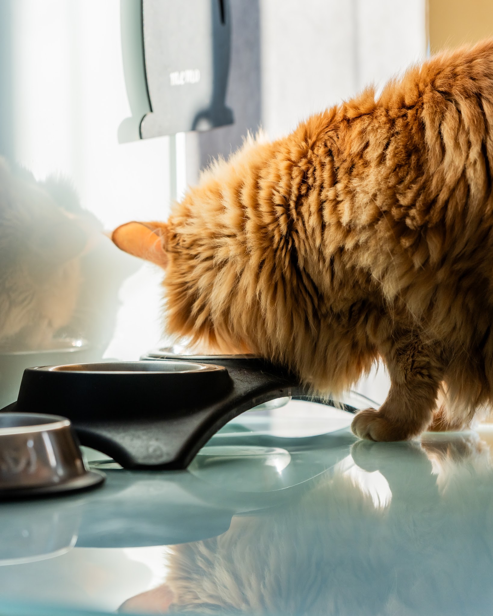 Salon de Toilettage & Pension Familiale Chien, Chat et NAC "Au Coup de Patte" — photo