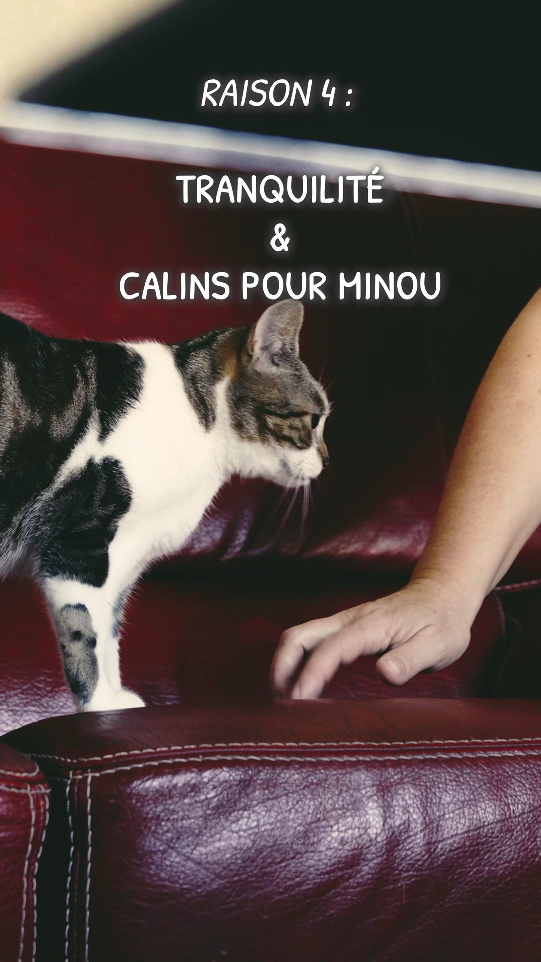 Salon de Toilettage & Pension Familiale Chien, Chat et NAC "Au Coup de Patte" — photo