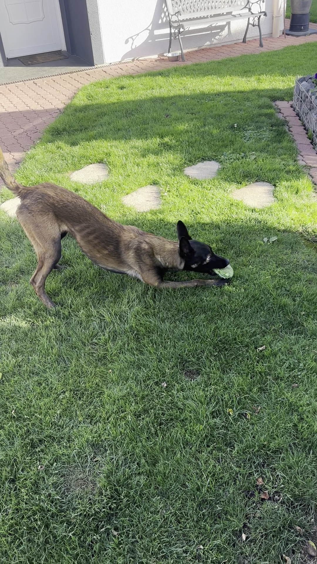 Elevage et pension canine du Bois Blanc Val (SARL Des Cotes Noires) — photo