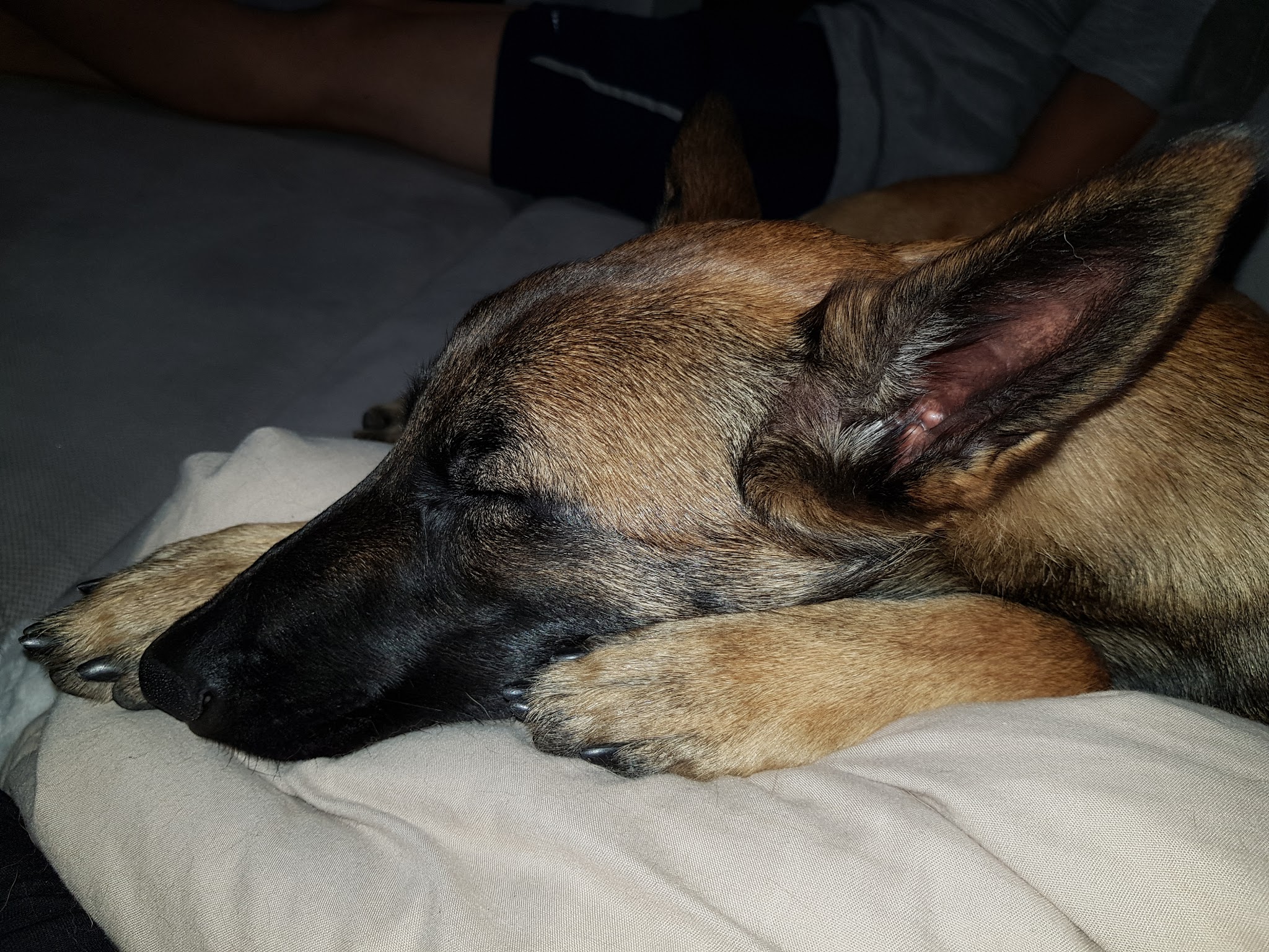 Elevage et pension canine du Bois Blanc Val (SARL Des Cotes Noires) — photo