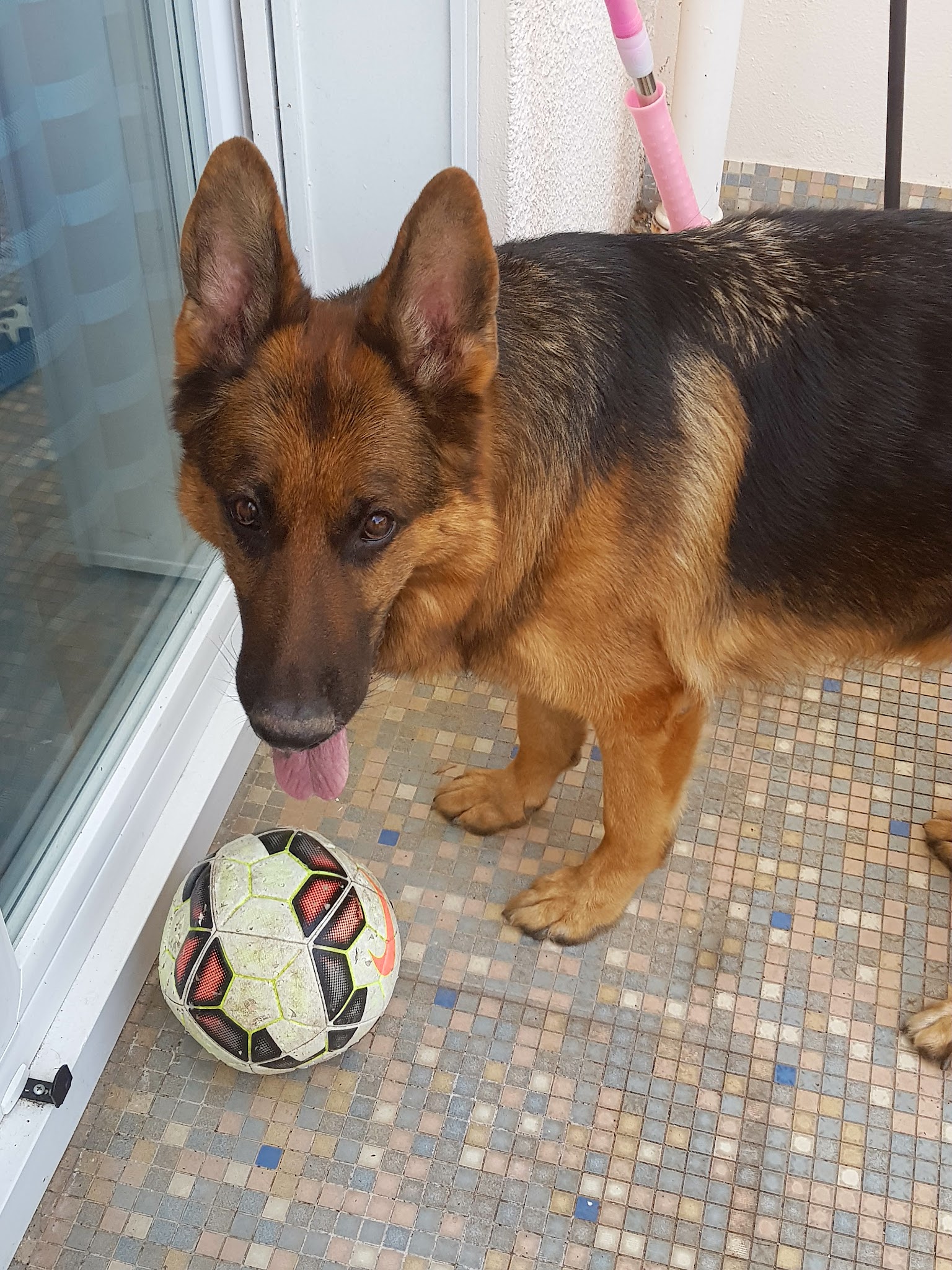 Elevage et pension canine du Bois Blanc Val (SARL Des Cotes Noires) — photo