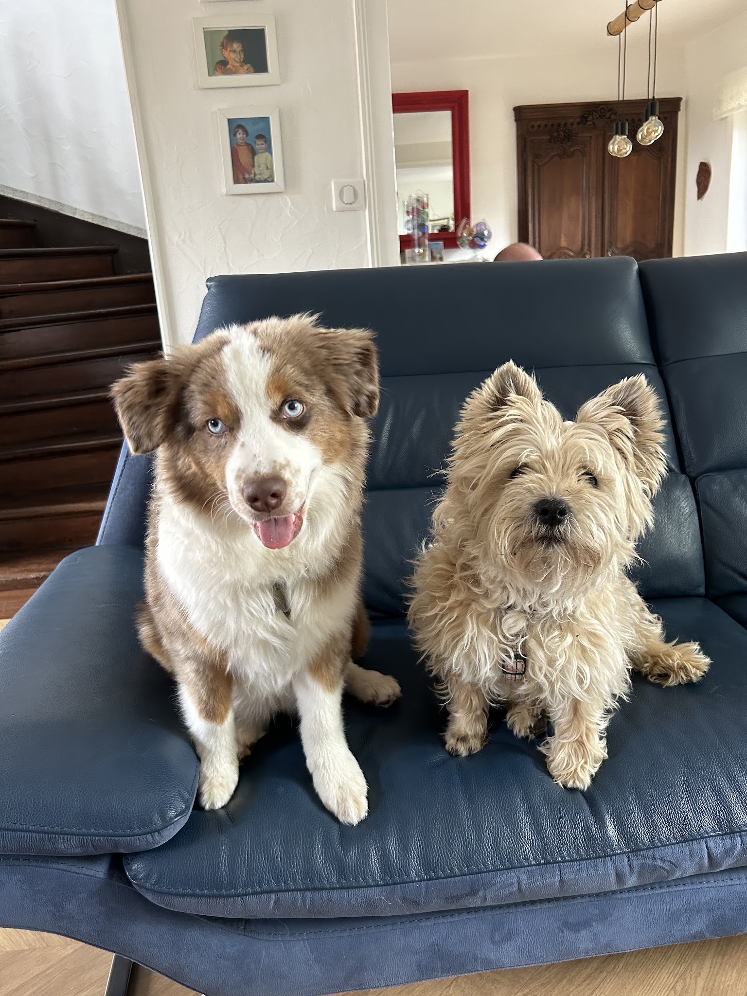 Au Panier Douillet Pension Canine et Féline — photo