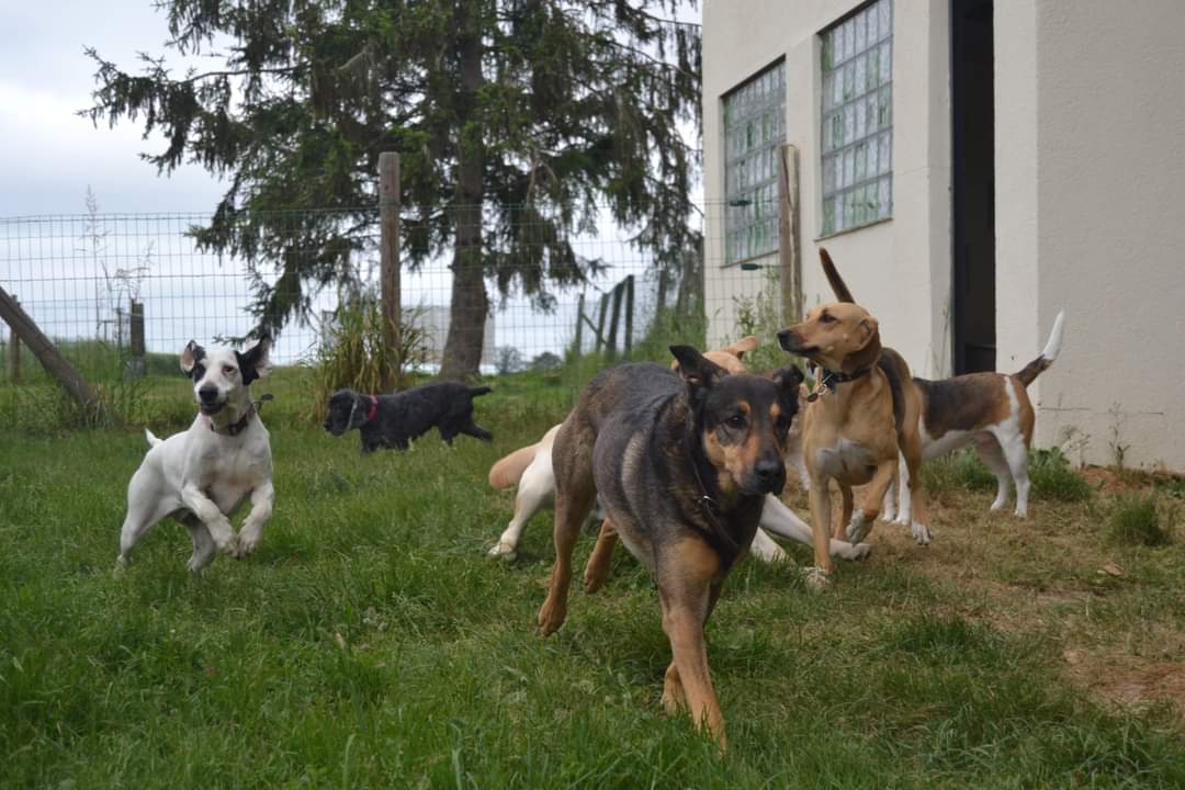 Au Panier Douillet Pension Canine et Féline — photo