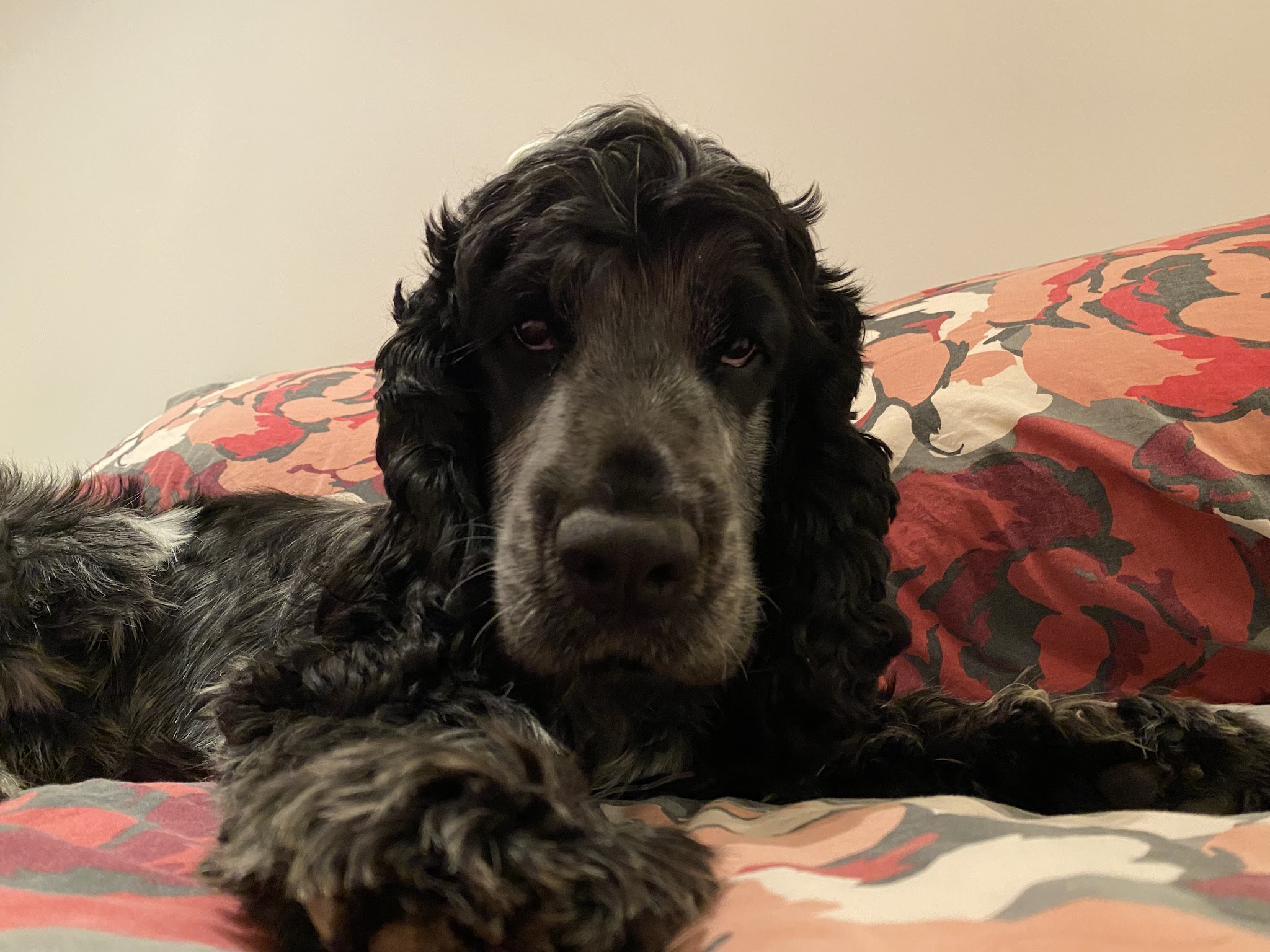 Les Petites Pattounes- Garde d'animaux, chats et chiens, Ecully et Ouest Lyonnais. — photo