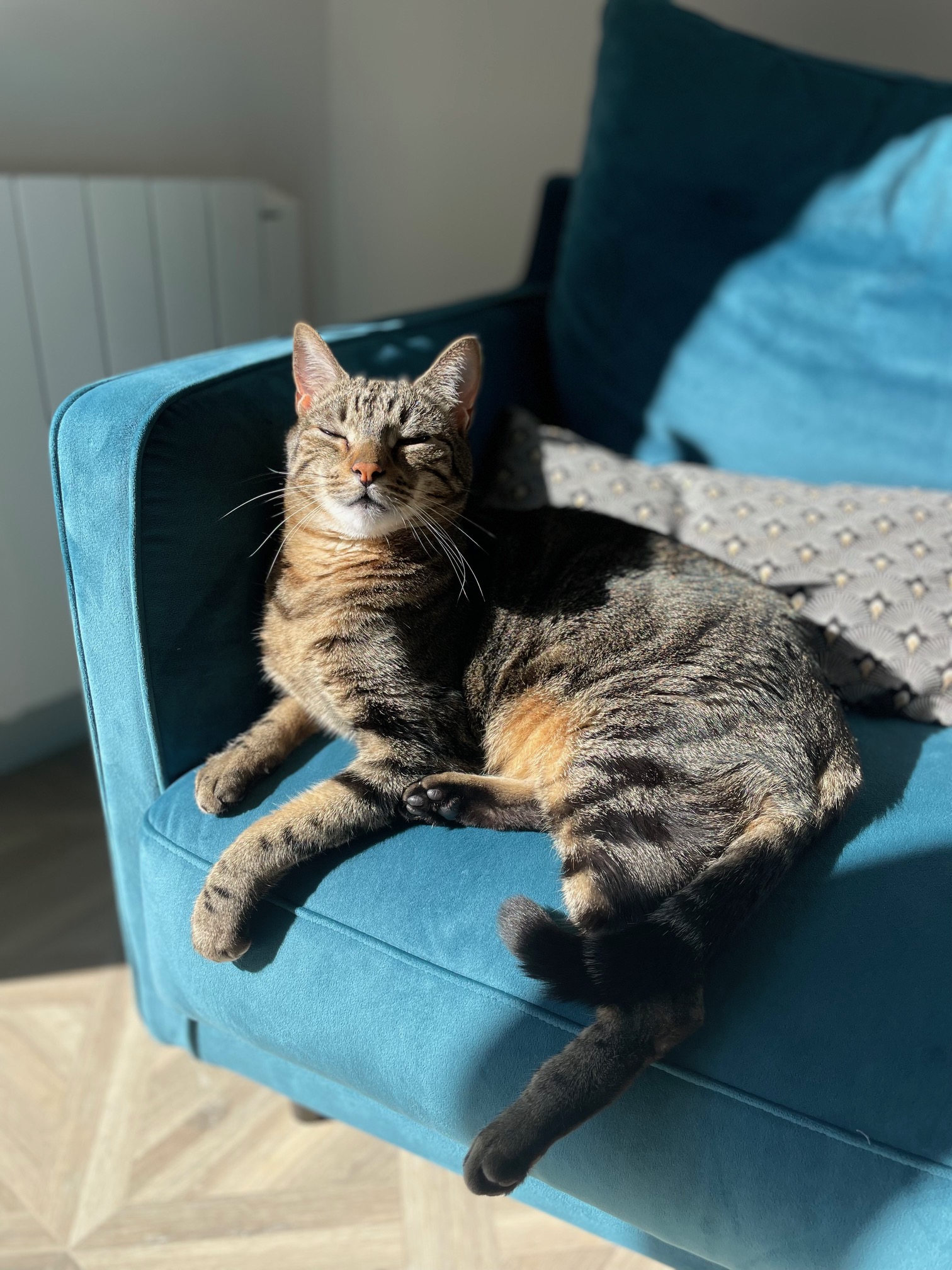 Les Petites Pattounes- Garde d'animaux, chats et chiens, Ecully et Ouest Lyonnais. — photo