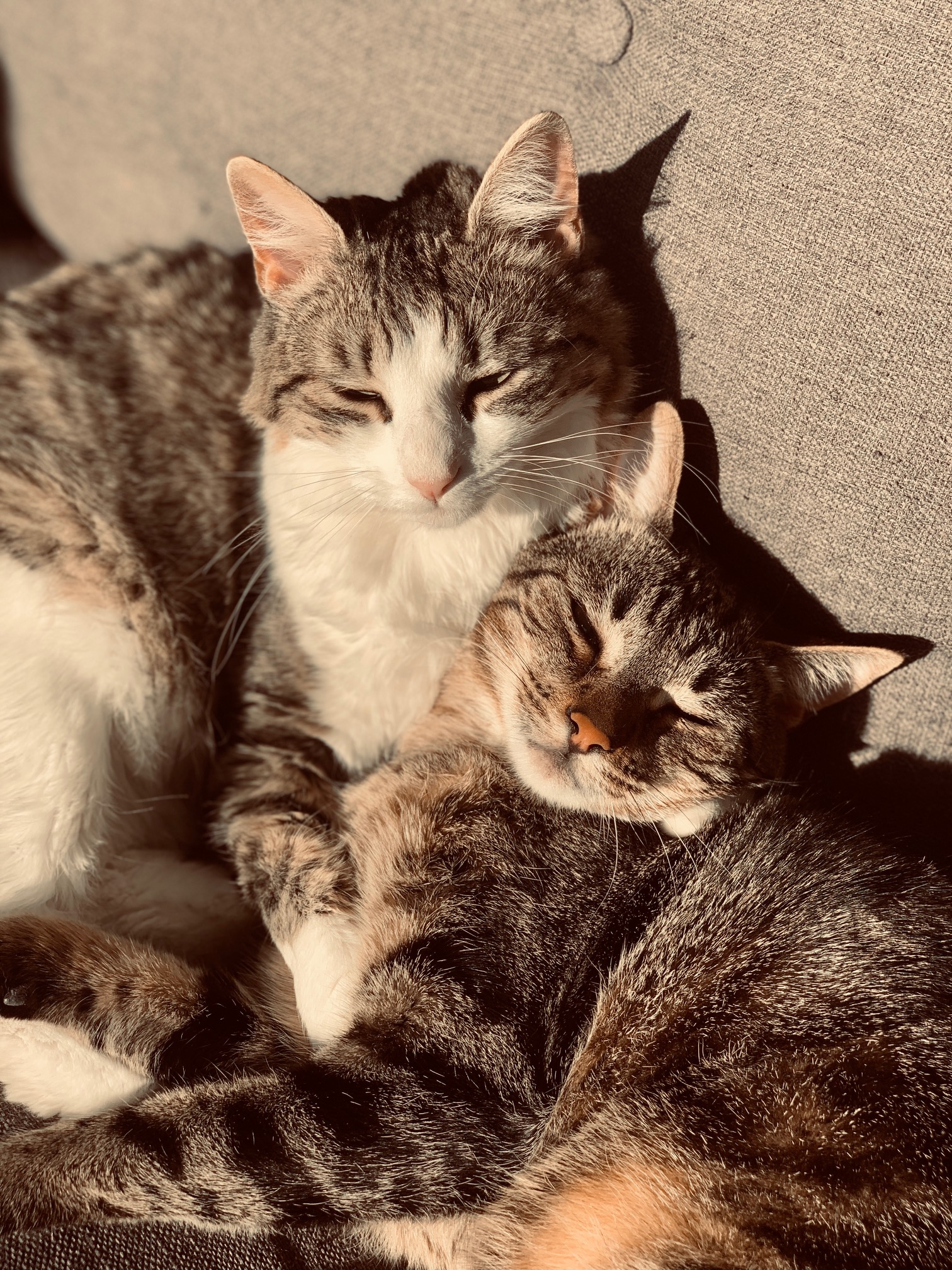 Les Petites Pattounes- Garde d'animaux, chats et chiens, Ecully et Ouest Lyonnais.