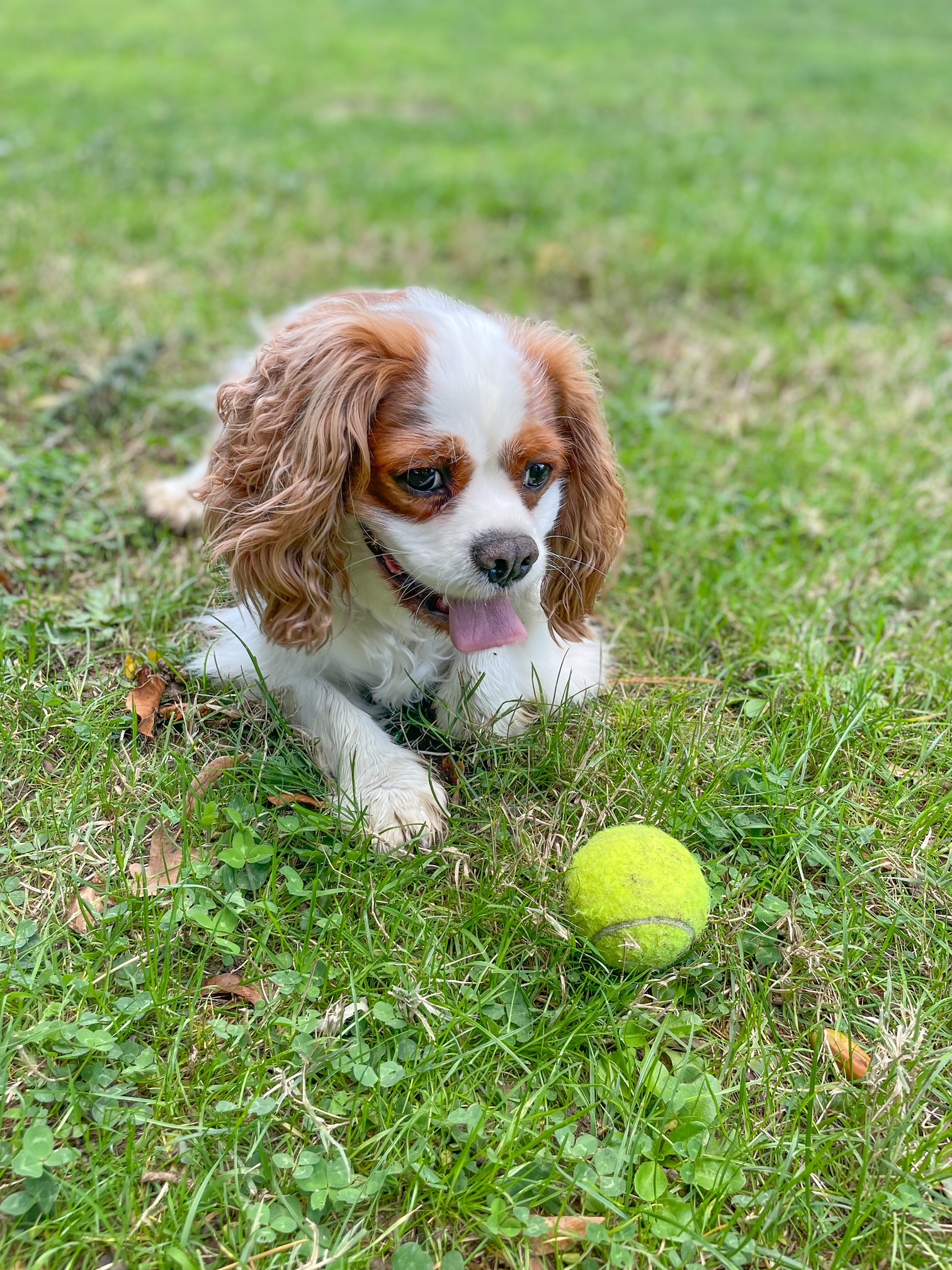 Les Petites Pattounes- Garde d'animaux, chats et chiens, Ecully et Ouest Lyonnais. — photo