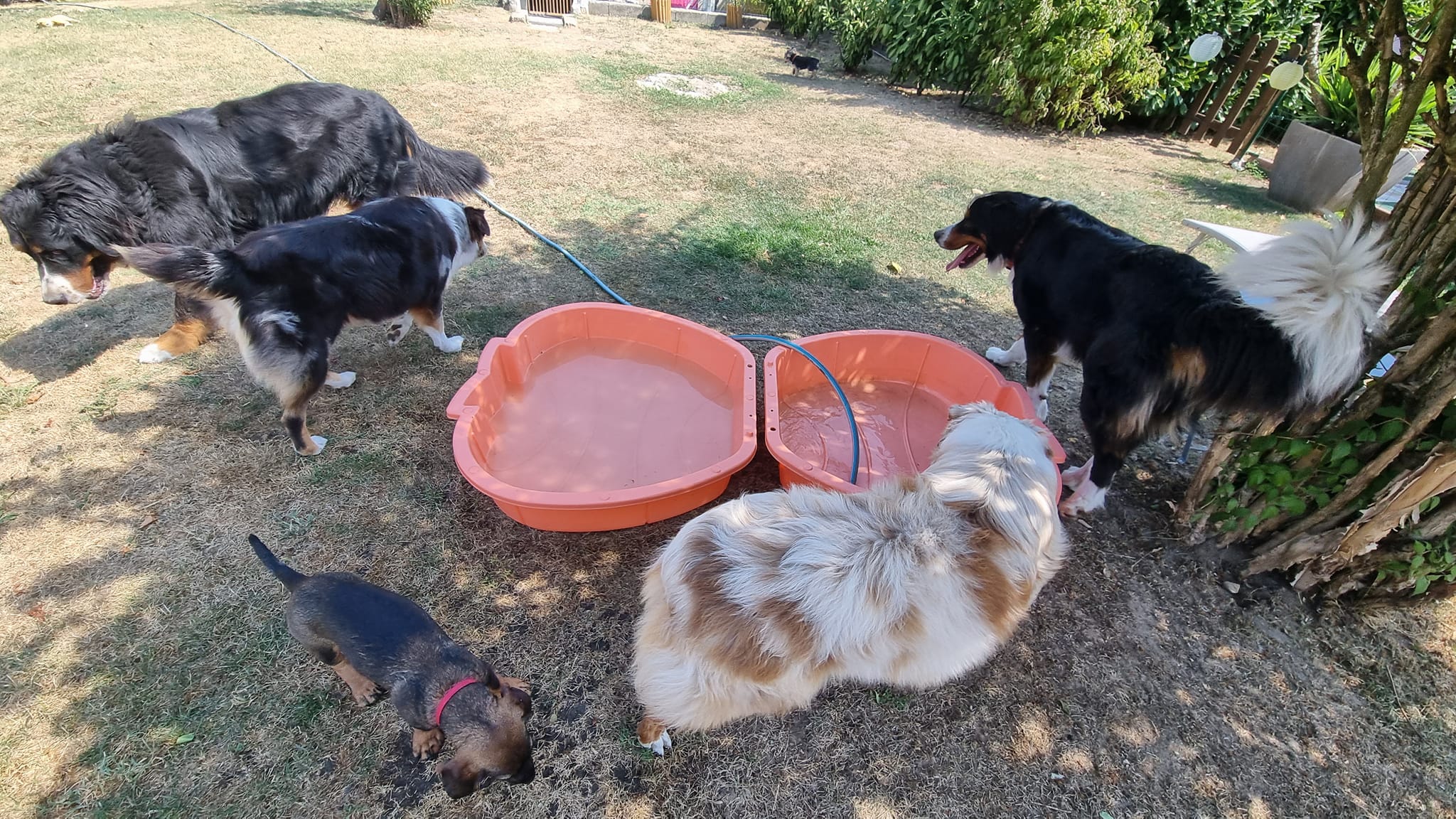 L'ESPRIT CANIN toilettage et pension pour chien — photo